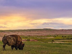 Bison at Sunset