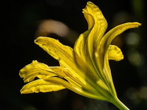 Summer Flame