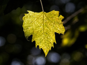 Summer Leaf