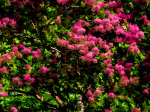 Summer Trees and Flowers