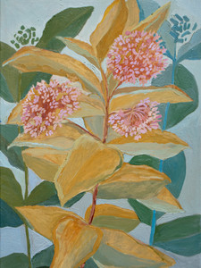 Milkweed Blooms