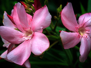Oleander Dreams