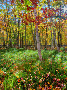 Autumn Light at Sieur de Monts