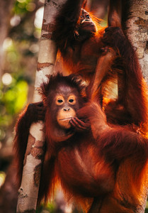 Orangutans in Borneo