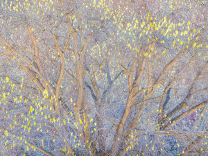 Backlit Cottonwoods
