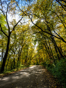Autumn Canopy Road — Golden Forest Tunnel