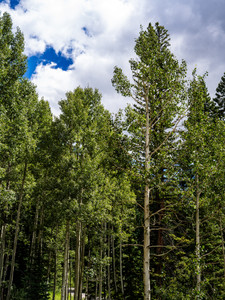 Aspen Forest Canopy — Vertical Summer Grove