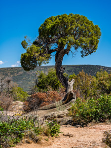 Ancient Twisted Juniper — Southwest Tree Art