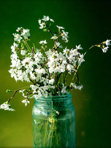 Delicate Petals