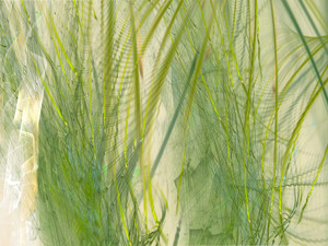 Jungle 22530D Pano