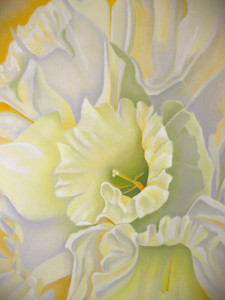 NARCISSUS​​​