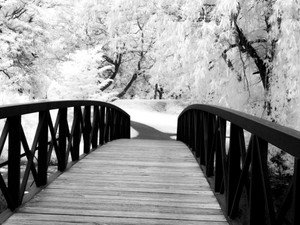 Bridge to Wonder