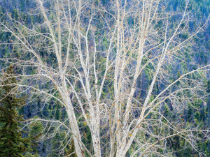 Aspen in Context
