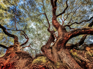 REACHING FOR THE SKY​​
