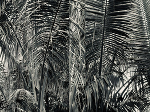 At Home In The Tropics