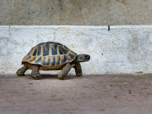 A Purposeful Stride