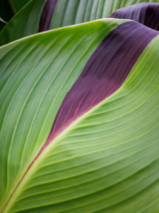Canna Indica No. 1