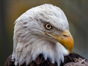 Challenger the Bald Eagle​