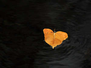 Ever So Gently