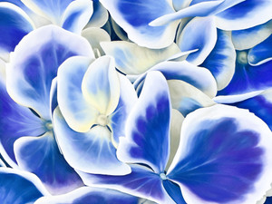 Indigo Blooms