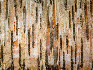 Birch Abstract
