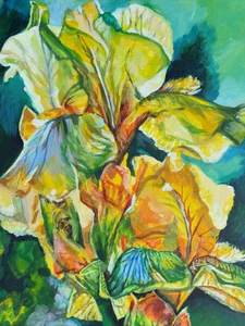 Yellow Iris in Sunlight 531