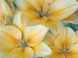 Lilies at Twilight #2