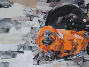Orange Monkey
