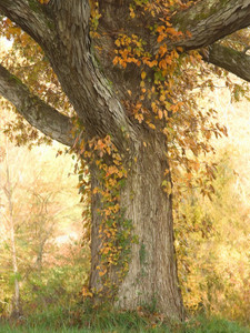 Carl Sandburg's Tree​