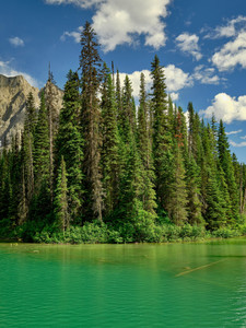 Pines and Lake shore, Emerald Lake, Canada