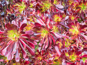 Red Aeoniums