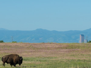 Bison and the Front Range