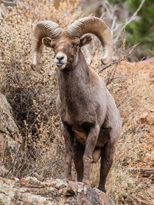 Bighorn Sheep Ram Sticking His Tongue Out