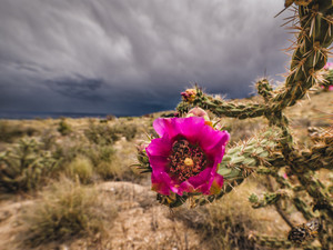 Cholla & Bee