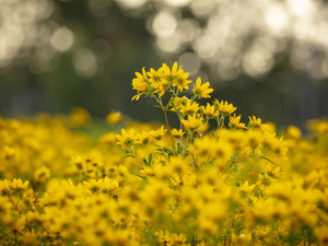 Yellow Flowers at Sunrise
