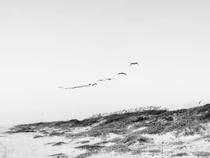 Gulf Horizon #260811A0182