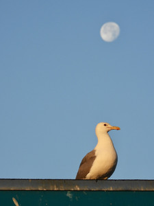 Moonstruck