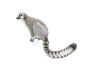 Maky (Ringtailed Lemur)