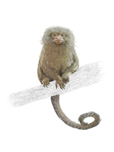 Pygmy (Pygmy Marmoset)