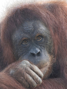 Old Man of the Forest (Orangutan)