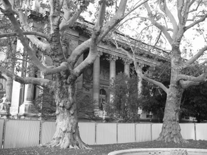 Plane Tree, Grand Palais, Paris, France
