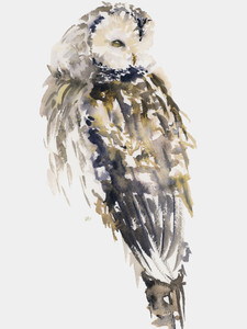 Barred Owl​​