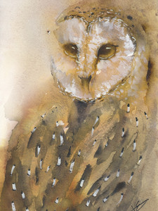 Barn Owl​​​​