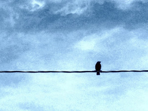 Bird​​