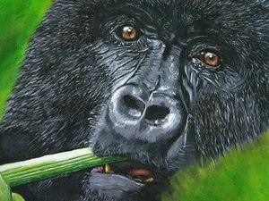 Gorilla​