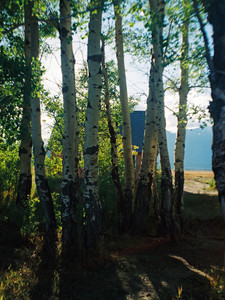 Trees of Mormon Row
