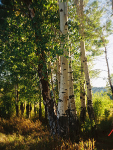 Aspens​​​​​​