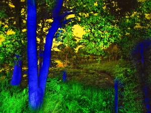 Into The Woods Nocturne #1