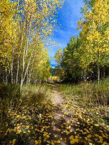 Aspen Trail in Fall Color, Colorado