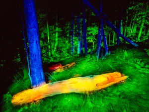 Into The Woods #10​